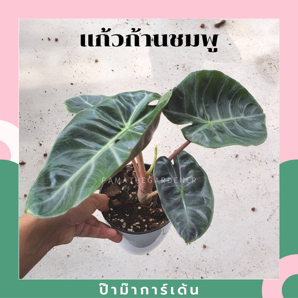 แก้วสารพัดนึกก้านชมพู (Alocasia Pink Dragon) ไม้มงคลในกระถางพร้อมตั้ง
