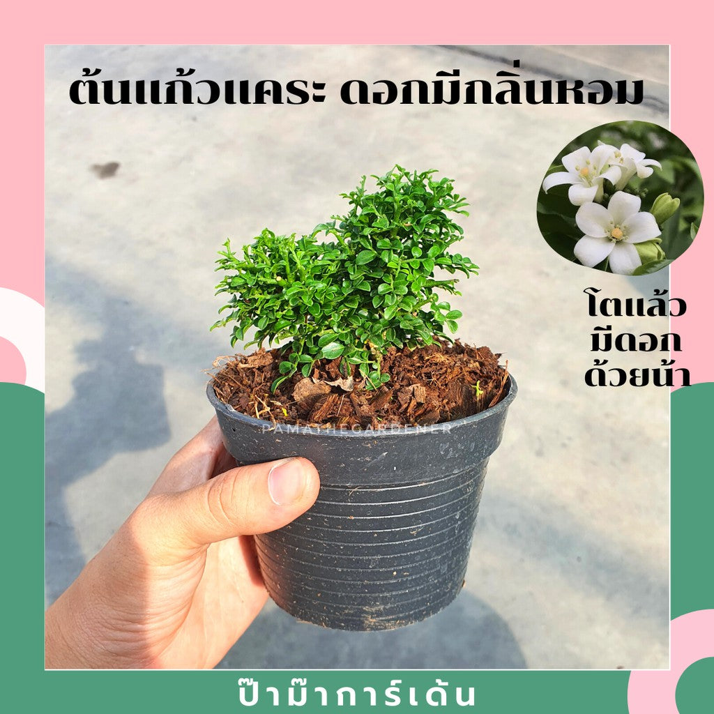 ต้นแก้วแคระ แก้วแคระมหามงคล ไม้แดด เมื่อโตขึ้นจะออกดอกตอนเช้า มีกลิ่นหอม