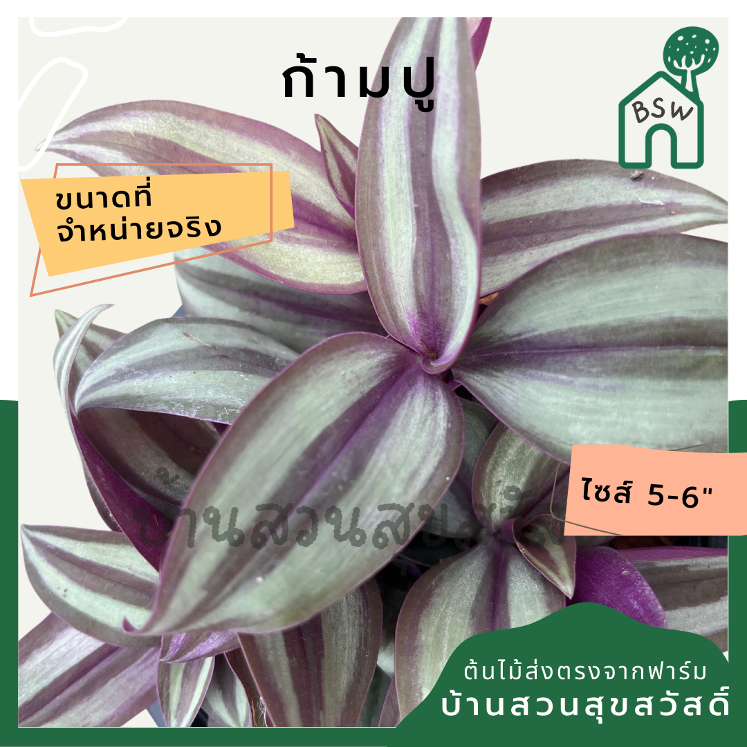 ก้ามปูหลุด กระถาง 5-6 นิ้ว ต้นโกสน ใบกำมะหยี่สวย เป็นไม้แดด ไม้ด่างสวย ใบสีสันสดใส