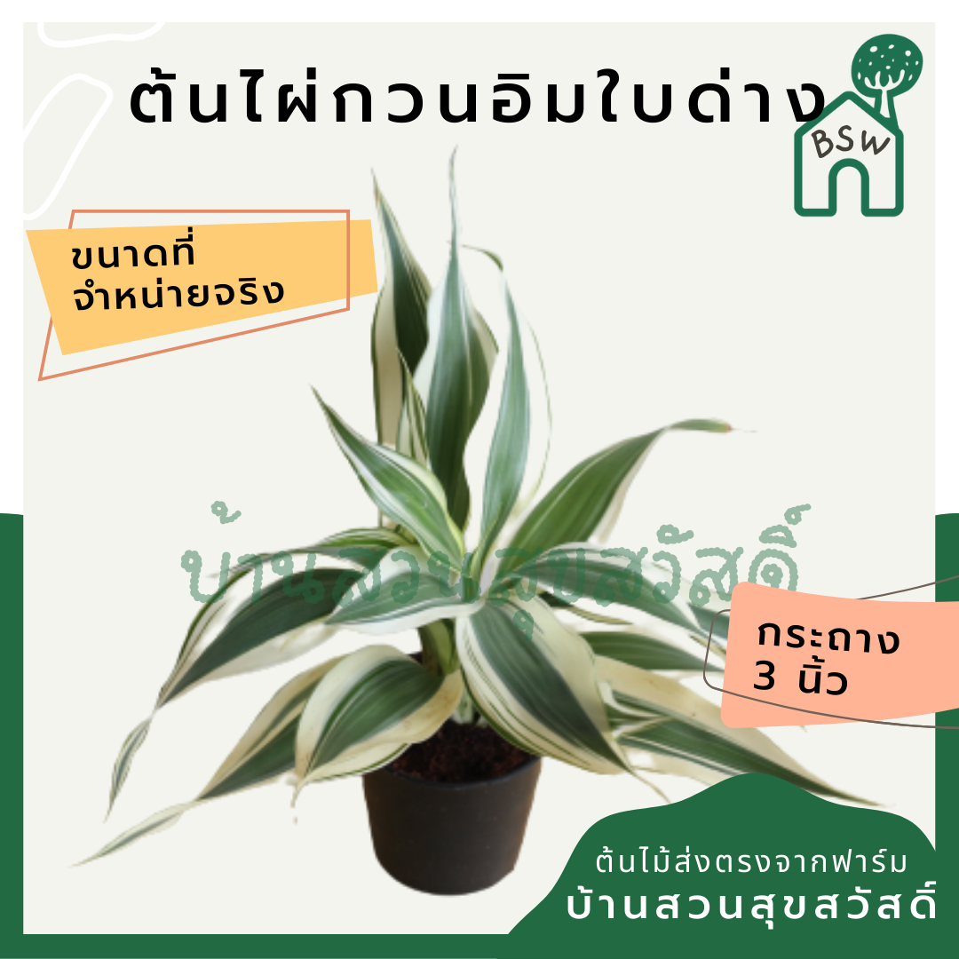ไผ่กวนอิม (Dracaena Sanderiana) ไม้มงคลเรียกทรัพย์ในกระถาง