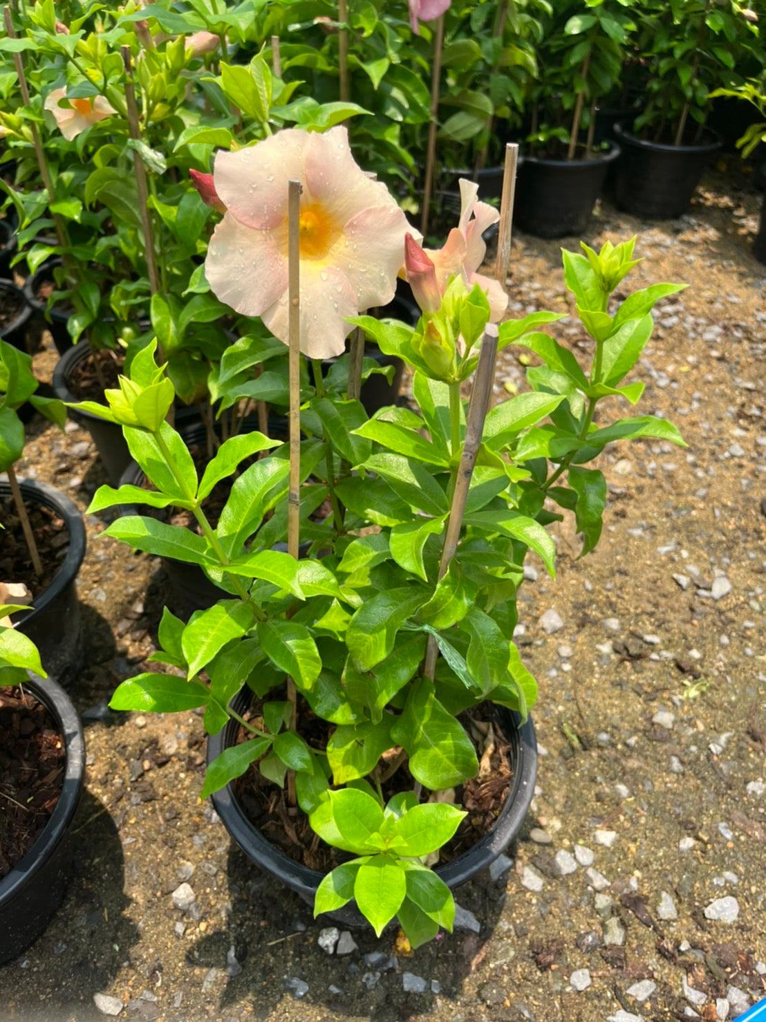 บานบุรีสีสวย (Allamanda Cathartica) ไม้ดอกขนาดใหญ่ในกระถาง 11 นิ้ว