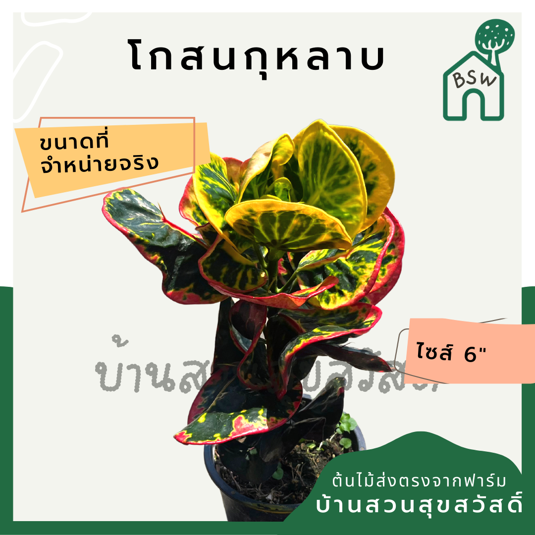 โกสนกุหลาบ กระถาง 5-6 นิ้ว ต้นโกสน เป็นไม้แดด ไม้ด่างสวย ใบสีสันสดใส