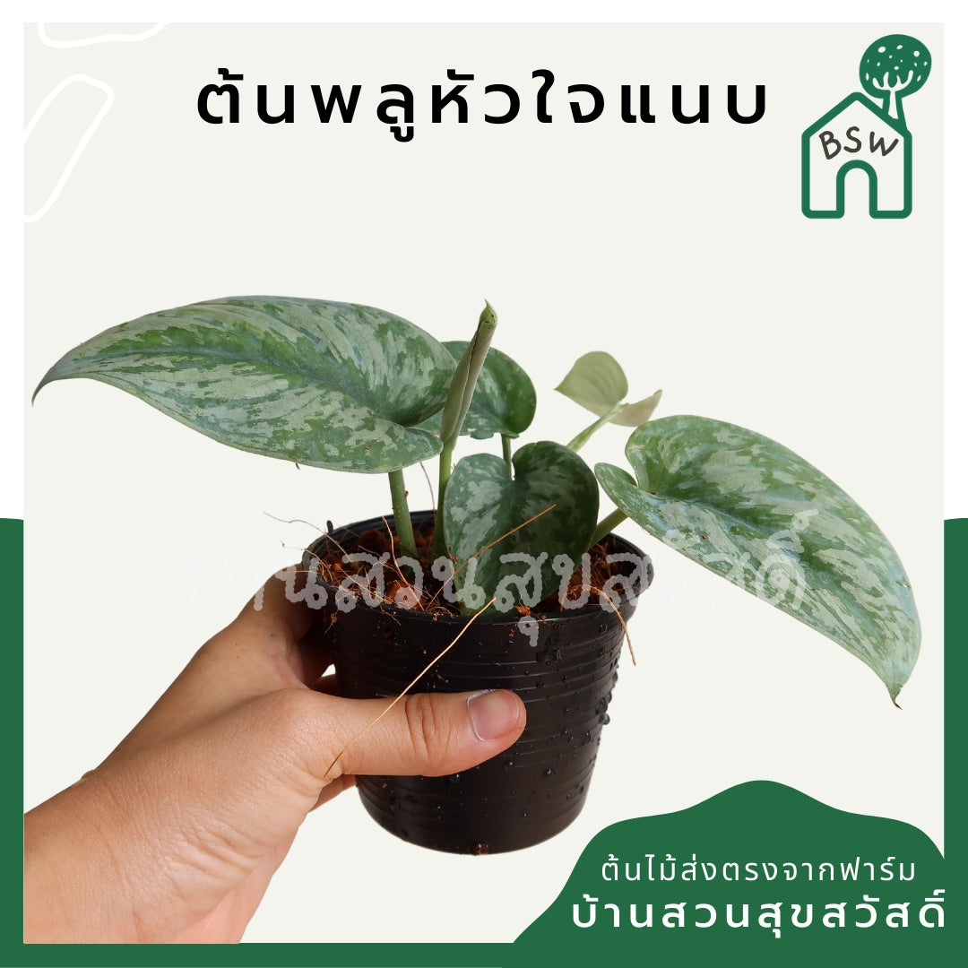 พลูหัวใจแนบซิลเวอร์ (Silver Pothos) ไม้ใบสวยฟอกอากาศในกระถางพร้อมตั้ง
