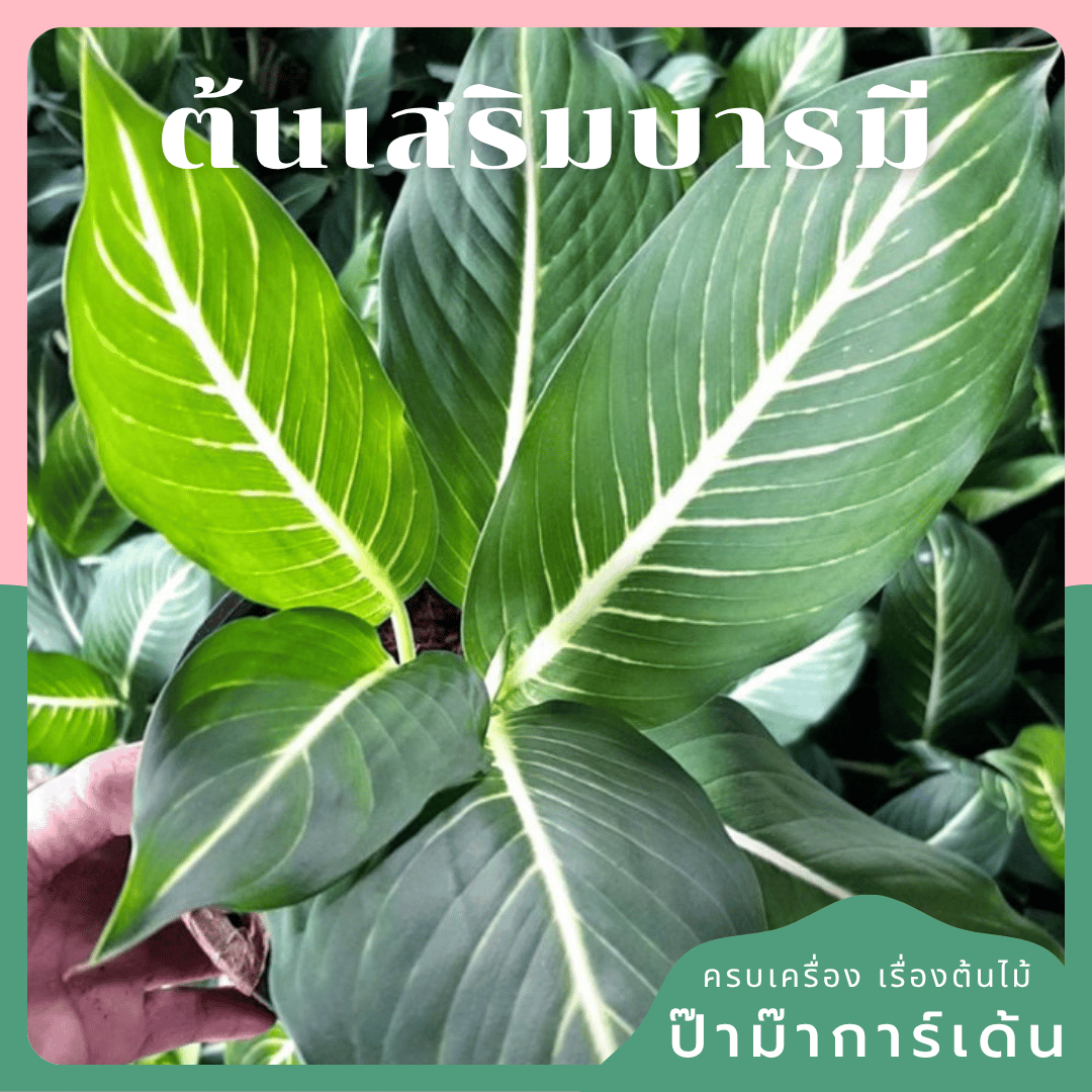 ต้นเสริมบารมี บารมีเศรษฐี มาในกระถางพร้อมตั้ง