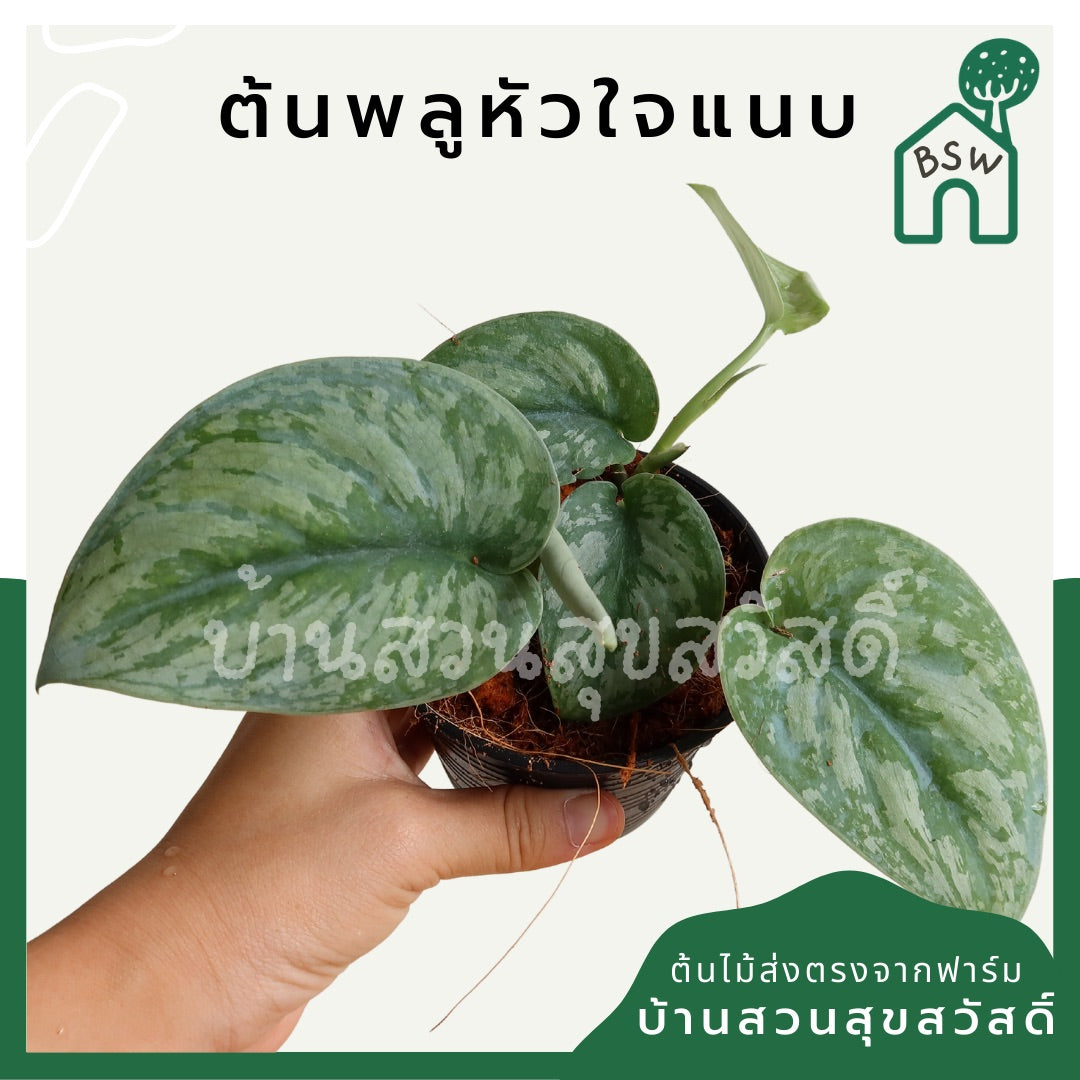 พลูหัวใจแนบซิลเวอร์ (Silver Pothos) ไม้ใบสวยฟอกอากาศในกระถางพร้อมตั้ง