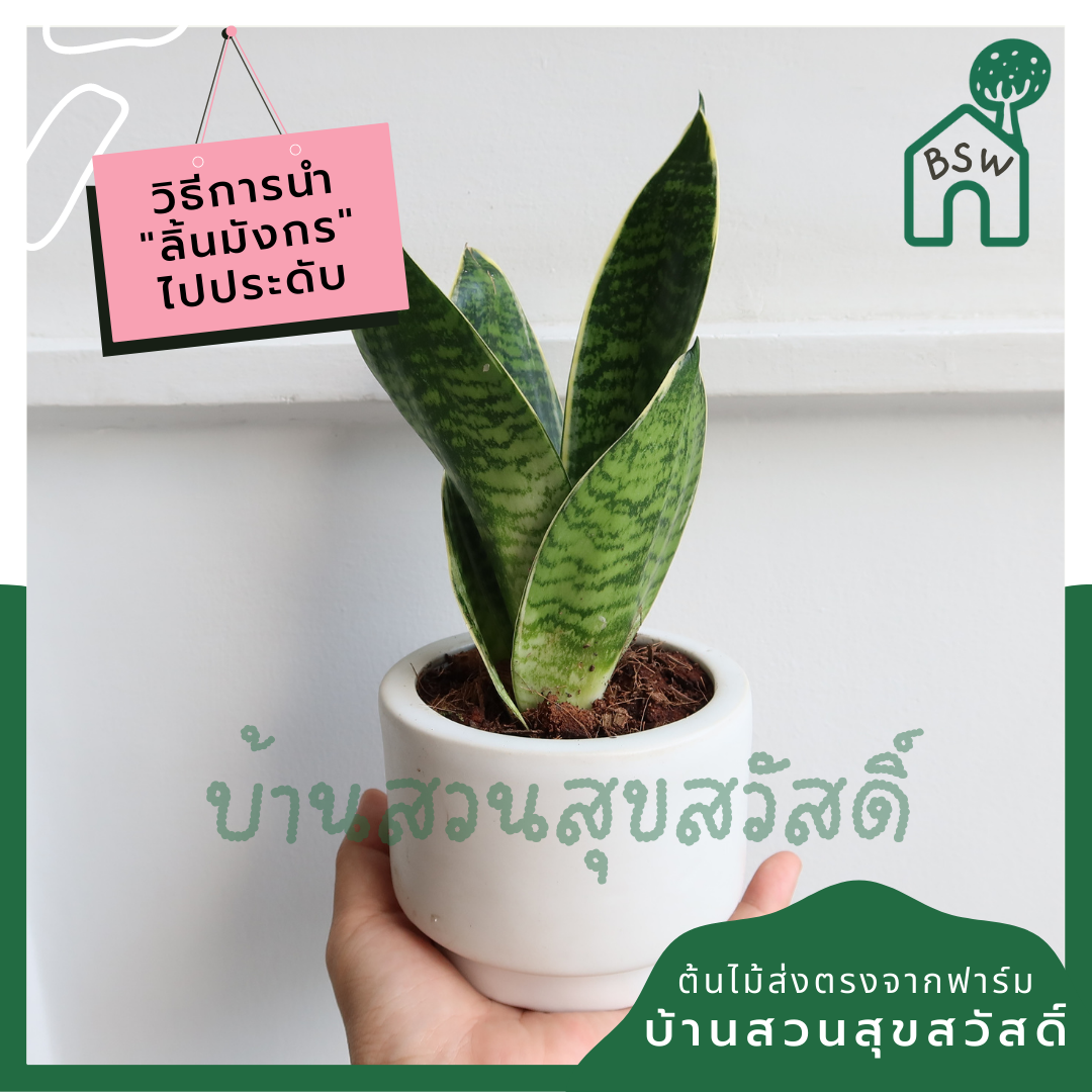 ลิ้นมังกรแคระใบลาย (Sansevieria Trifasciata 'Hahnii') ไม้ฟอกอากาศในกระถาง 4-5 นิ้ว