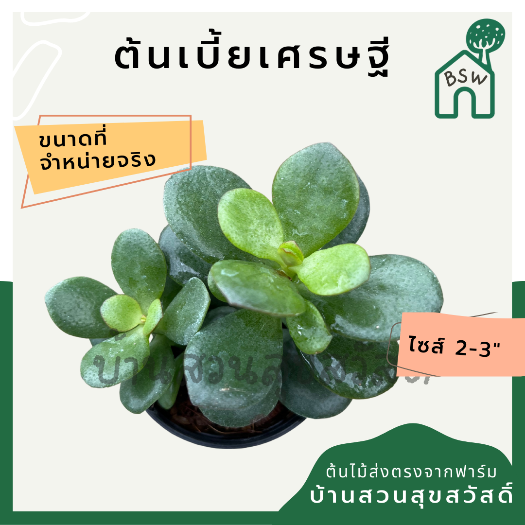 ต้นเบี้ยเศรษฐี กระถาง 2 นิ้ว ฟอร์มต้นไม้มงคล มาในกระถางพร้อมตั้ง
