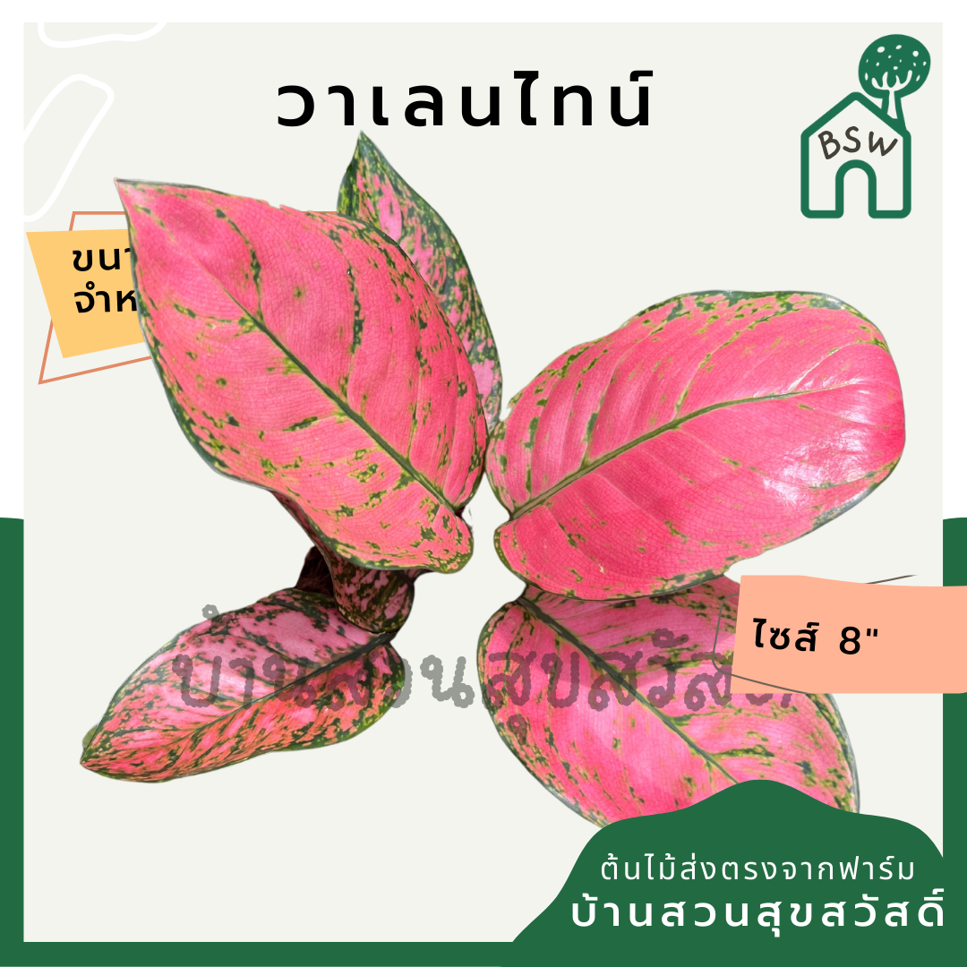 วาเลนไทน์ ต้นวาเลนไทน์ อโกลนีมาสีสวยหวาน