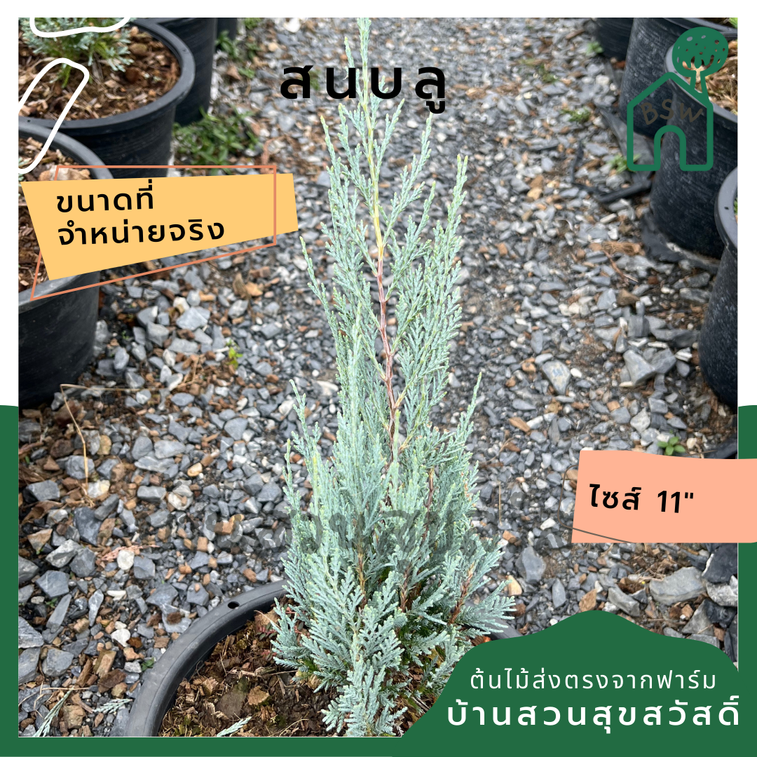 สนบลู กระถาง 11 นิ้ว ต้นสนบลู เป็นไม้แดด บอนไซ ไม้แต่งสวนสไตล์อังกฤษ