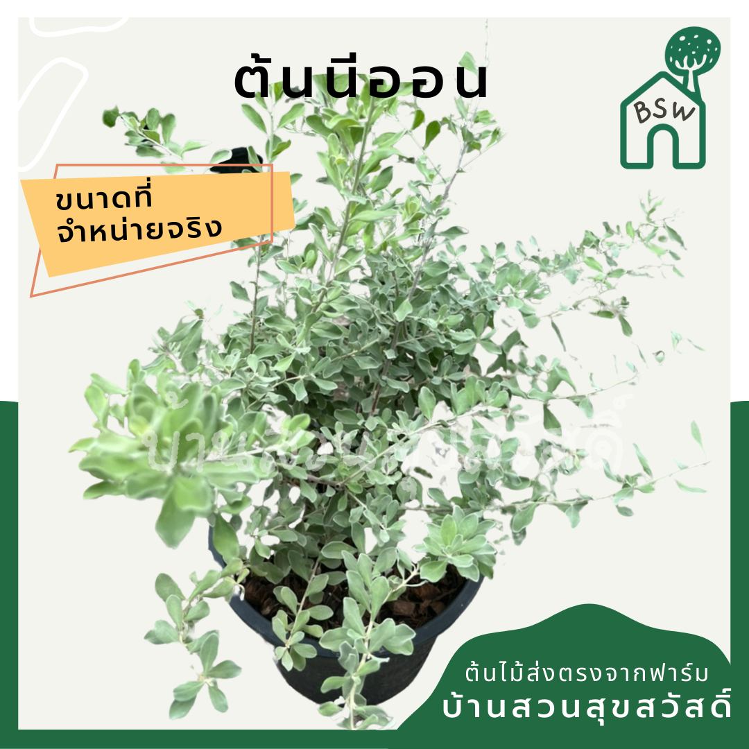 นีออน (Plectranthus Argentatus) ไม้ใบกำมะหยี่ในกระถาง 11 นิ้ว