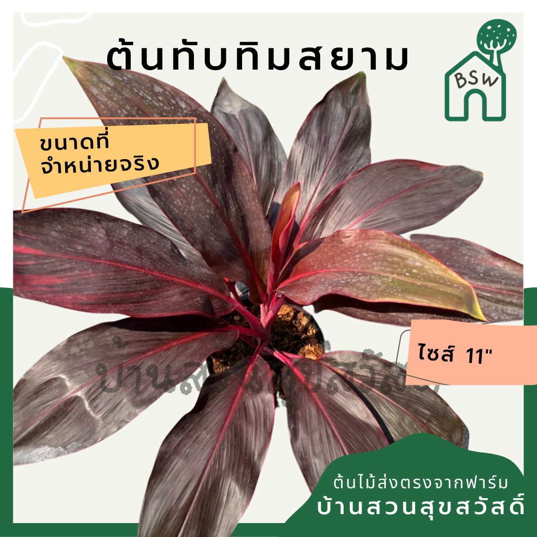แดงทับทิมสยาม (Cordyline Fruticosa) ไม้มงคลในกระถาง 11 นิ้ว