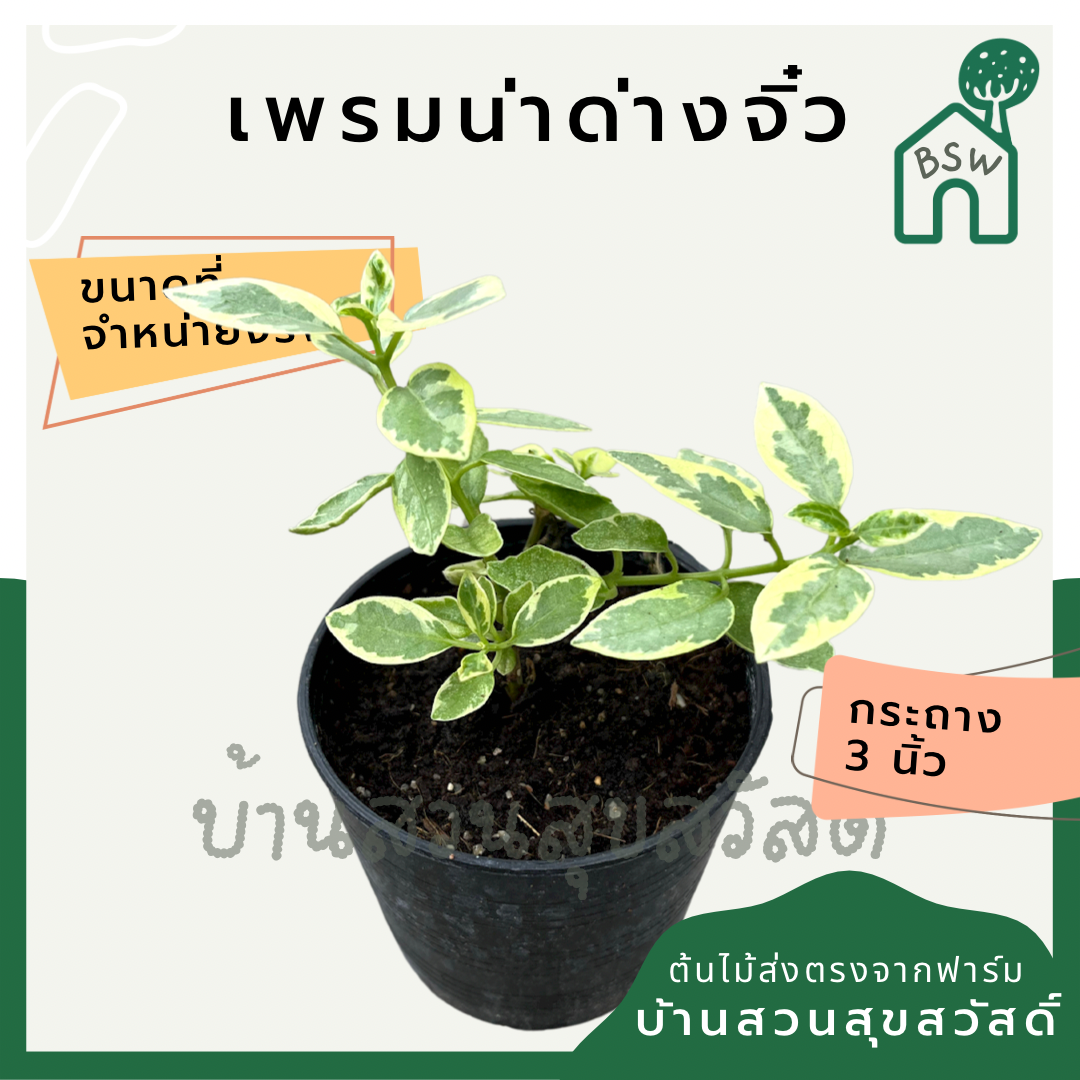 เพรมน่าด่างจิ๋ว (Premna Serratifolia) บอนไซในกระถางพร้อมตั้ง
