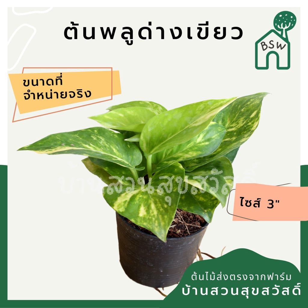 พลูด่างเขียว กระถาง 4 นิ้ว
