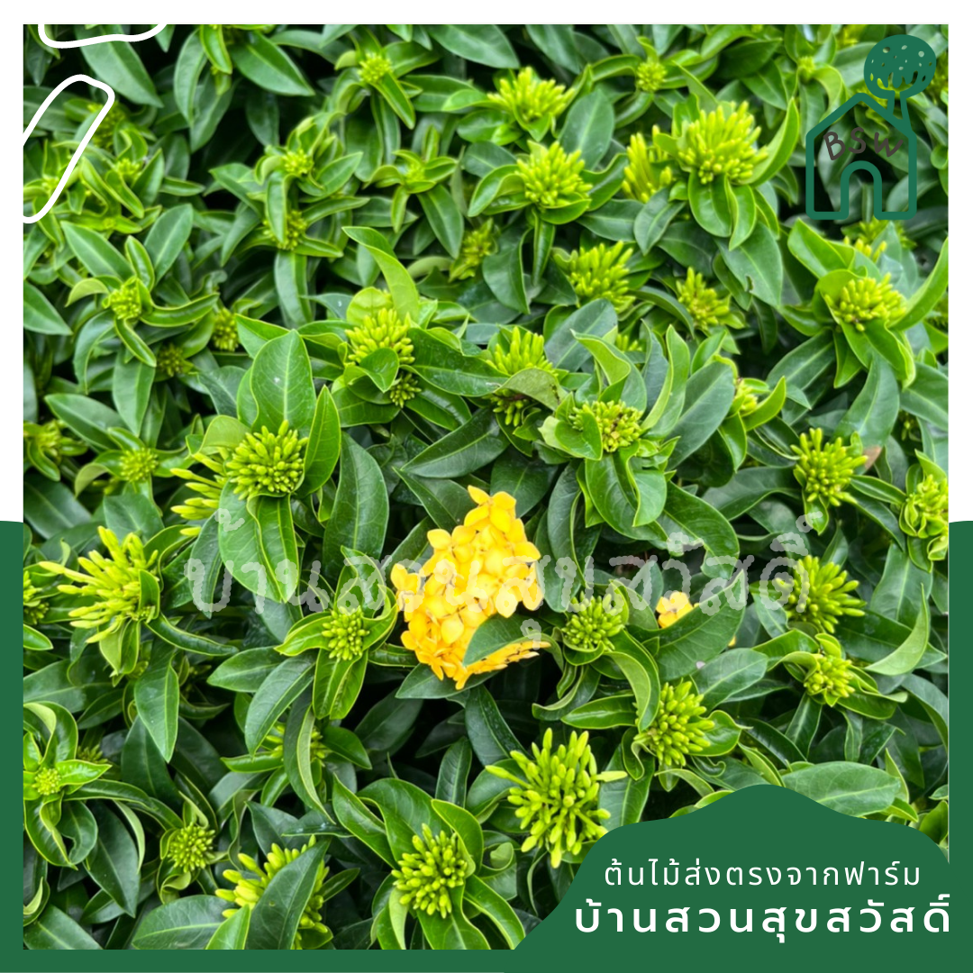ต้นเข็ม ชัชวาลย์ กระถางใหญ่ พุ่มสูง ดอกมี 2 สี เข็มใบเรียวๆ