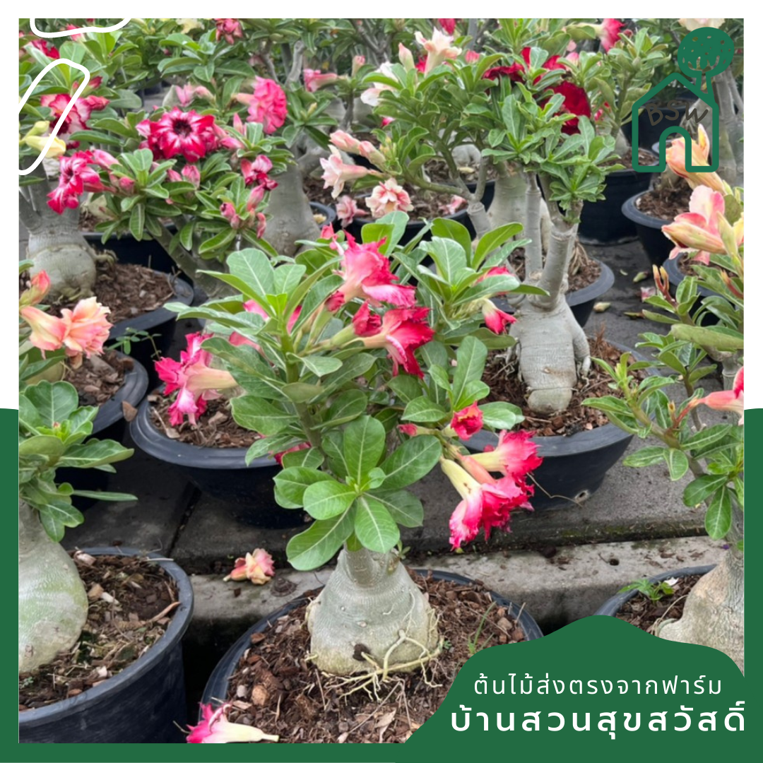 ต้นชวนชม ขนาด 8 นิ้ว ไม้โขดสวย ทนแดดจัดได้ดีมาก ไม่ต้องรดน้ำเยอะ ชอบแล้งๆ