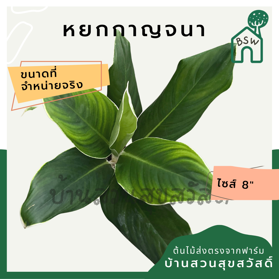 หยกกาญจนา | Hokkanchana | ไม้มงคล ว่านรวยล้นฟ้า กระถาง 8 นิ้ว