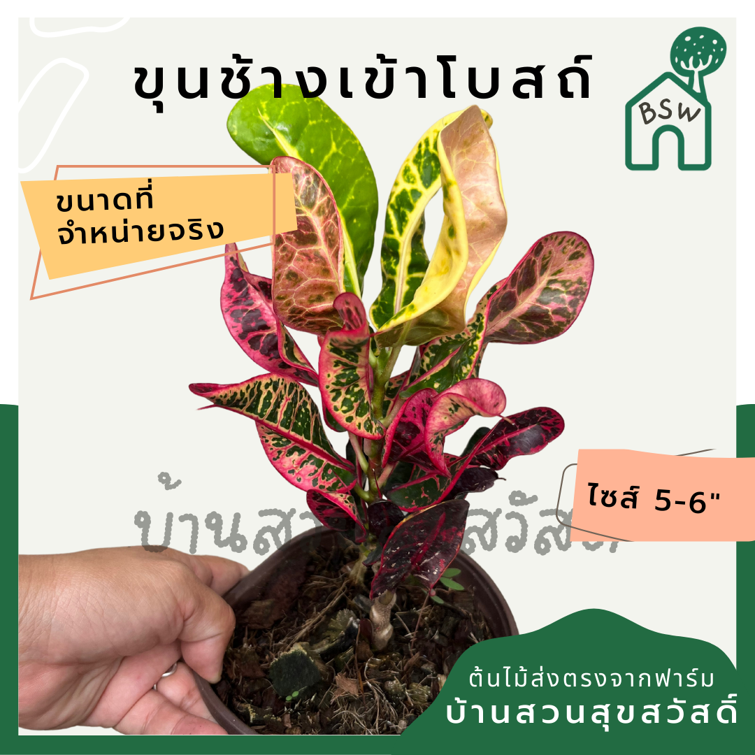 โกสนขุนช้างเข้าโบสถ์ กระถาง 5-6 นิ้ว ต้นโกสน เป็นไม้แดด ไม้ด่างสวย ใบสีสันสดใส