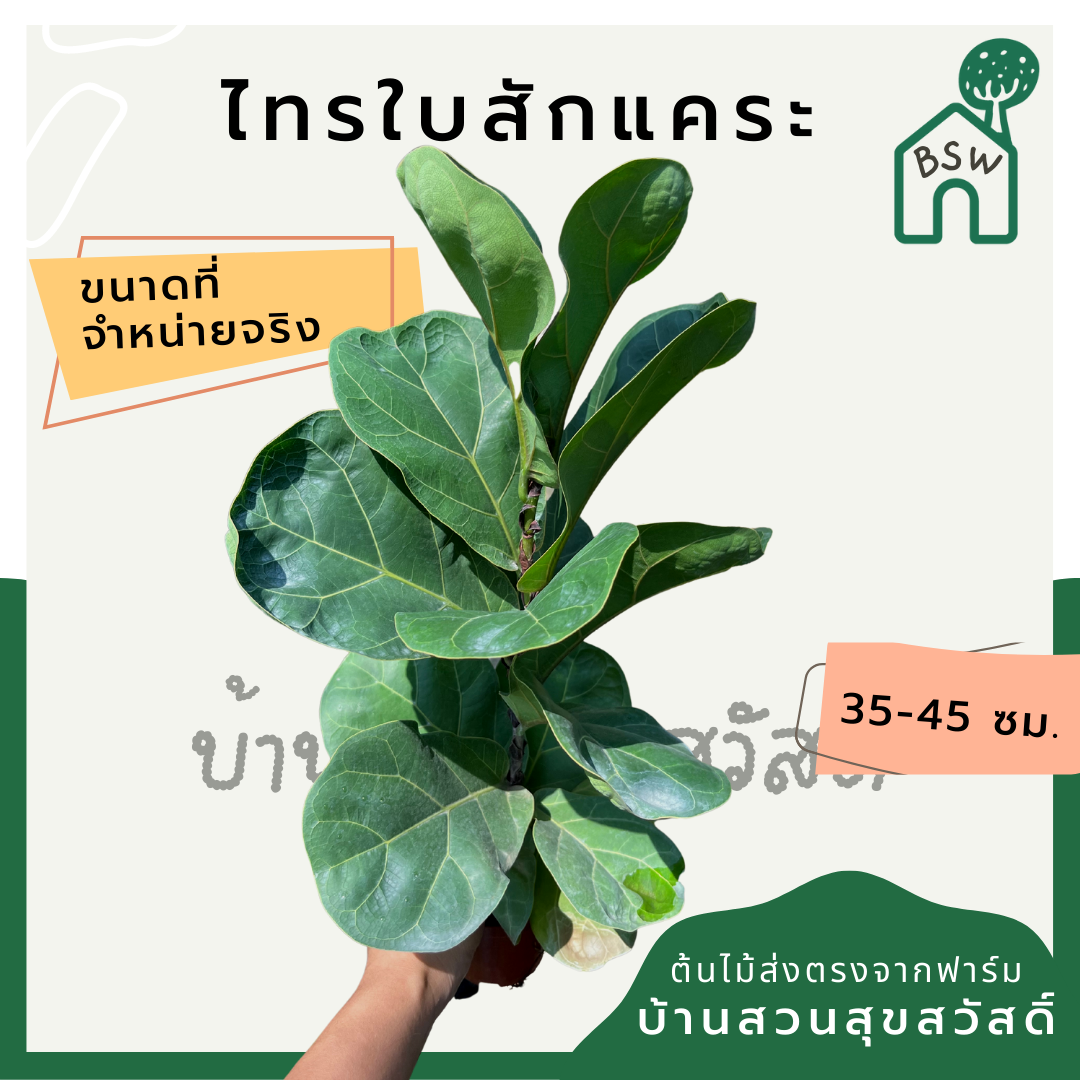 ไทรใบสักแคระ สูง 35-45 ซม. กระถาง 4 นิ้ว ต้นไม้ฟอกอากาศ ต้นไม้มินิมอล