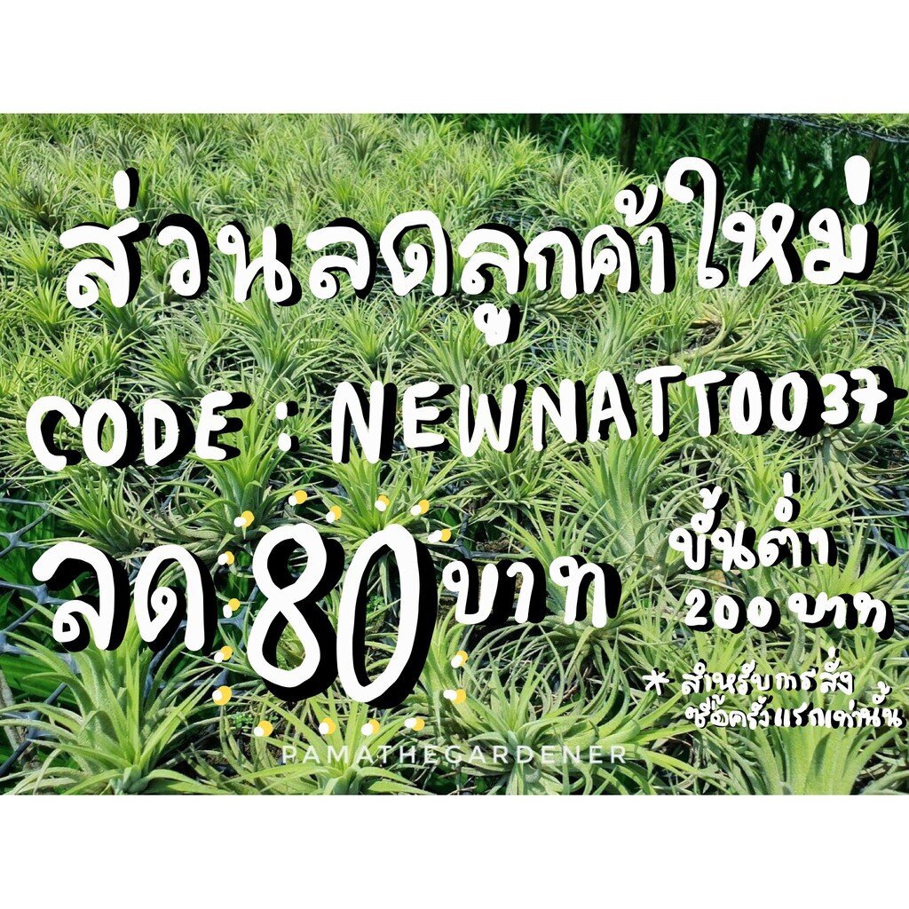 ทิลแลนเซีย มีหลายแบบ มีราคาส่ง คละได้นะคะ