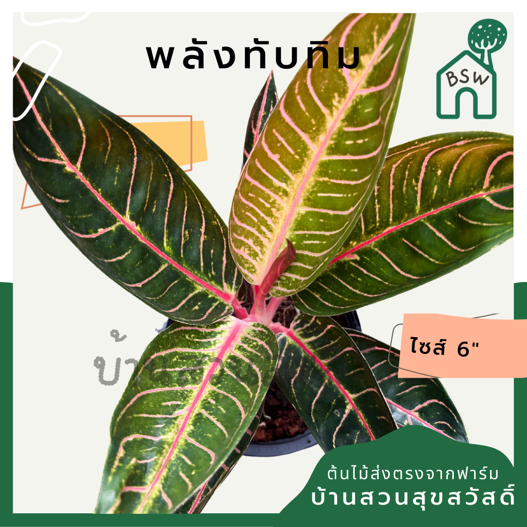 พลังทับทิม กระถาง 5-6 นิ้ว อโกลนีมา ด่างแบบโดดเด่น aglaonema ไม้แรร์