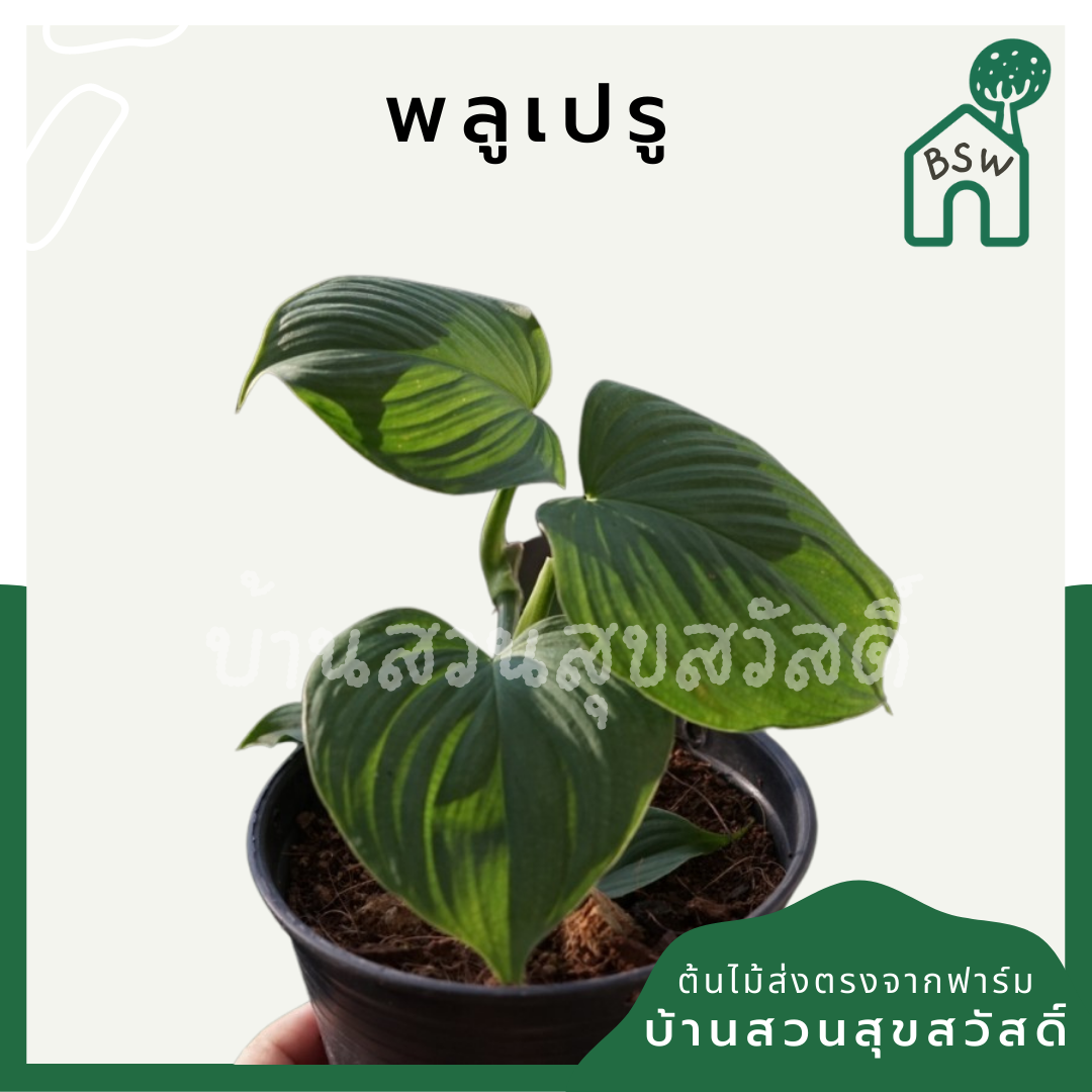 พลูเปรู (Marcgravia Umbellata) ไม้เลื้อยในกระถาง 4 นิ้ว