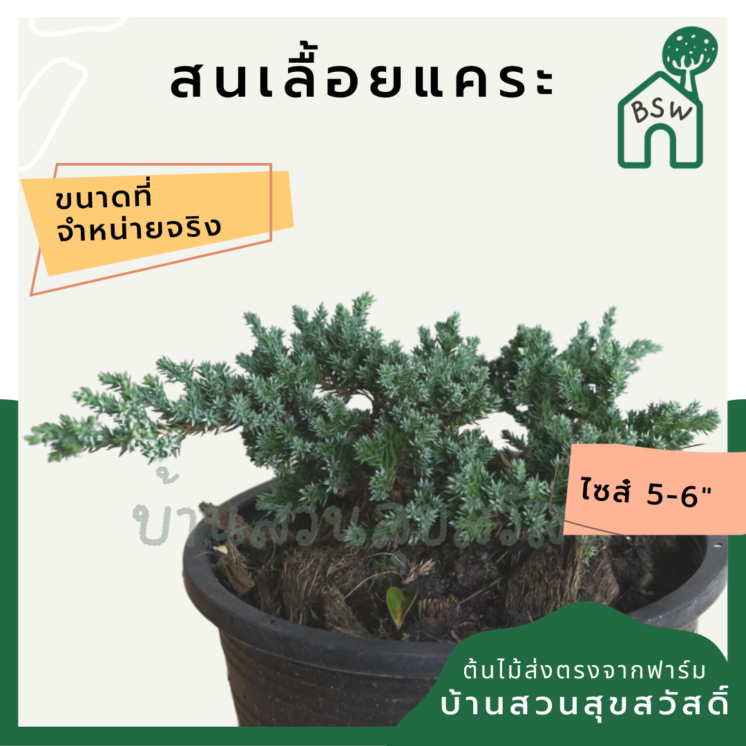 สนเลื้อยแคระ (Juniperus Procumbens 'Nana') ไม้บอนไซในกระถางพร้อมตั้ง