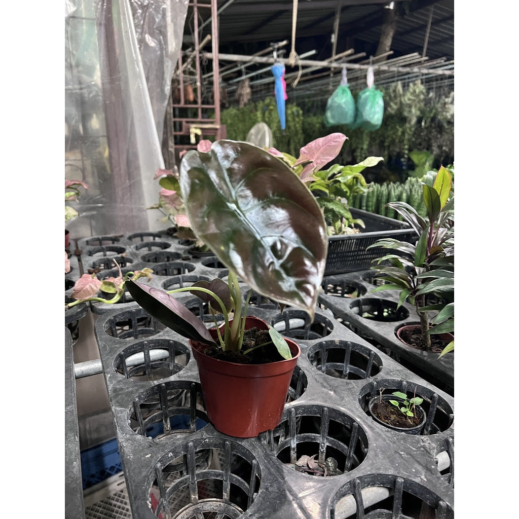 ต้นอโลคาเซีย คูเปีย เรดซีเครท Alocasia Cuprea Red Secret