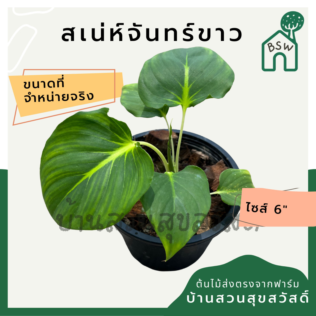 เสน่ห์จันทร์ขาว (Homalomena 'Saneh Chan Khao') ไม้มงคลในกระถางพร้อมตั้ง
