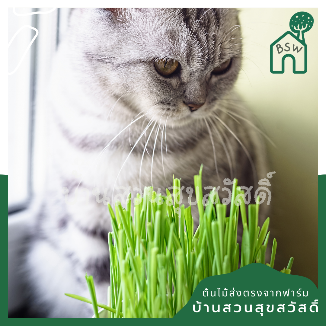 ต้นข้าวสาลี ให้น้องหมา น้องแมว ทานได้