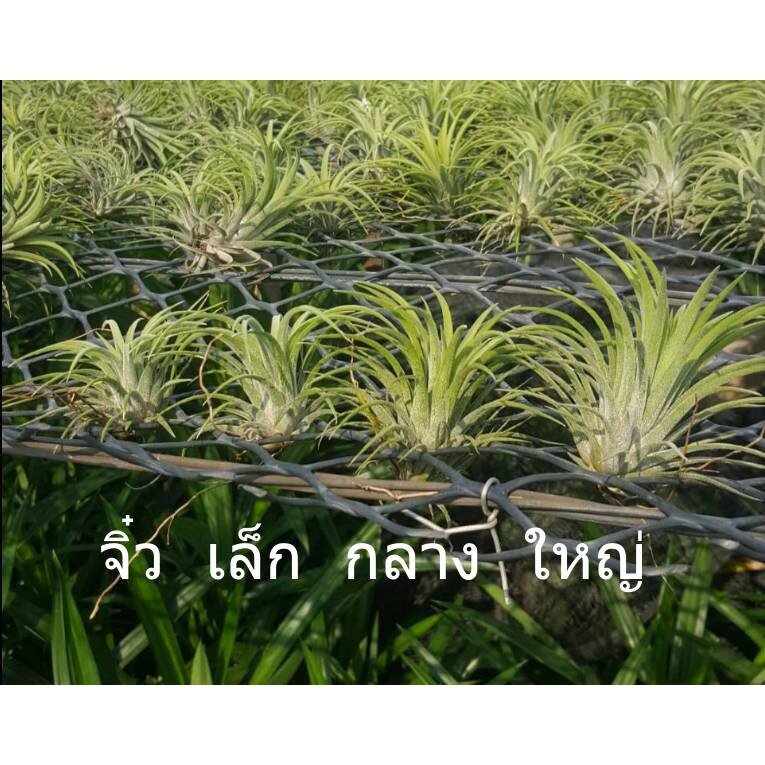 ทิลแลนเซีย (Tillandsia) ไม้ประดับในกระถางพร้อมตั้ง