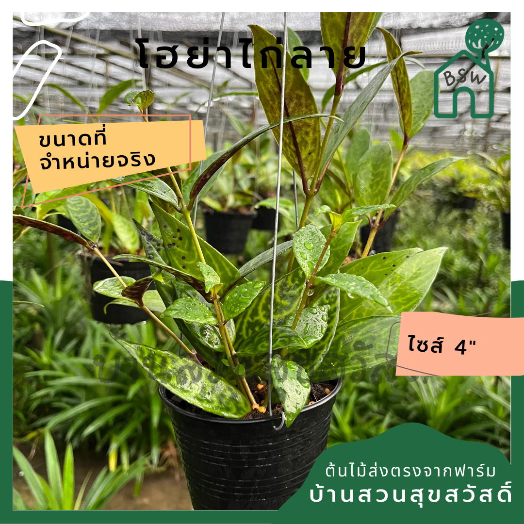 โฮย่าไก่ลาย โฮย่า ไก่ลาย มาในกระถางพร้อมตั้ง ไม้รำไรออกดอกสวย ออกดอกเก่ง