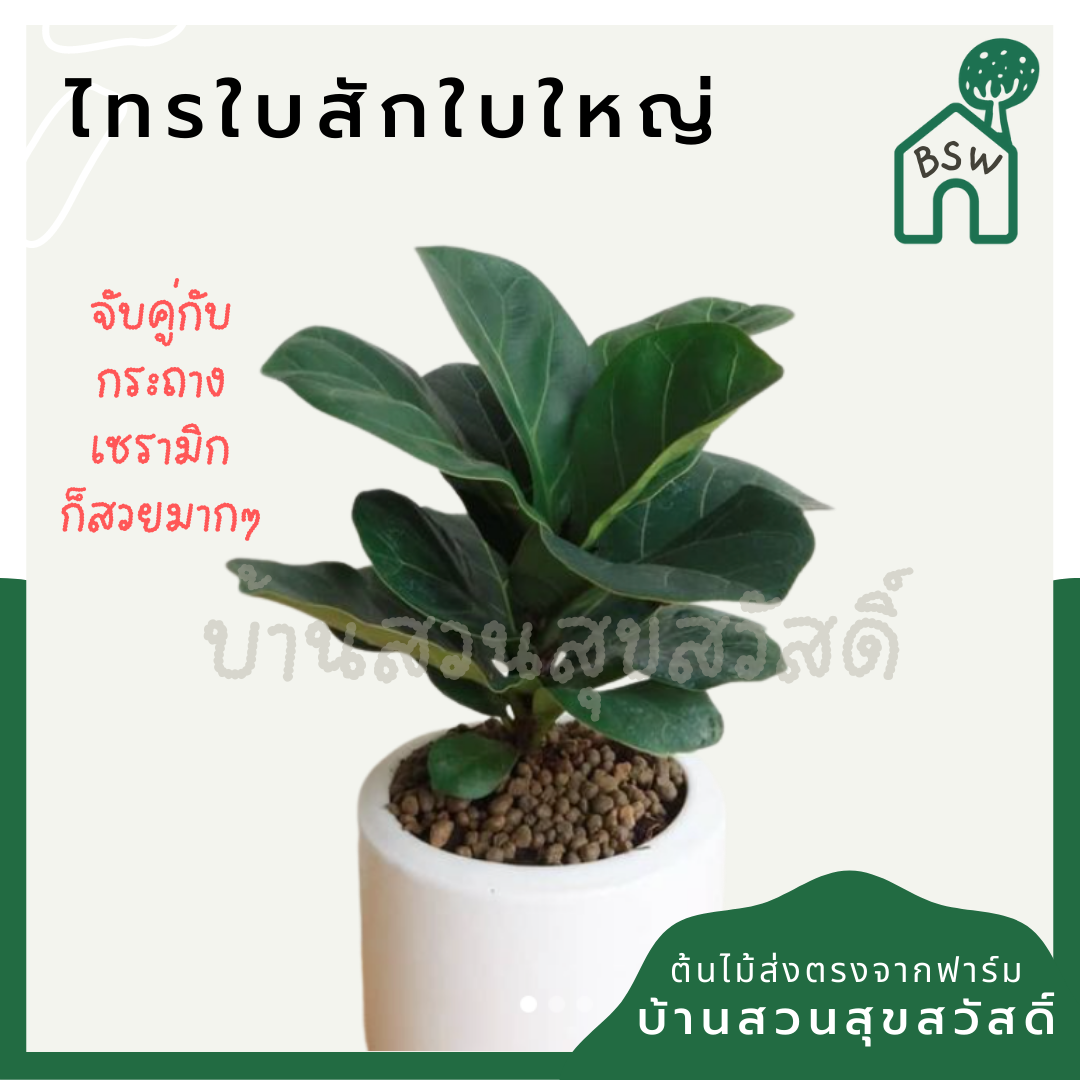 ต้นไทรใบสัก มาในกระถางพร้อมตั้ง