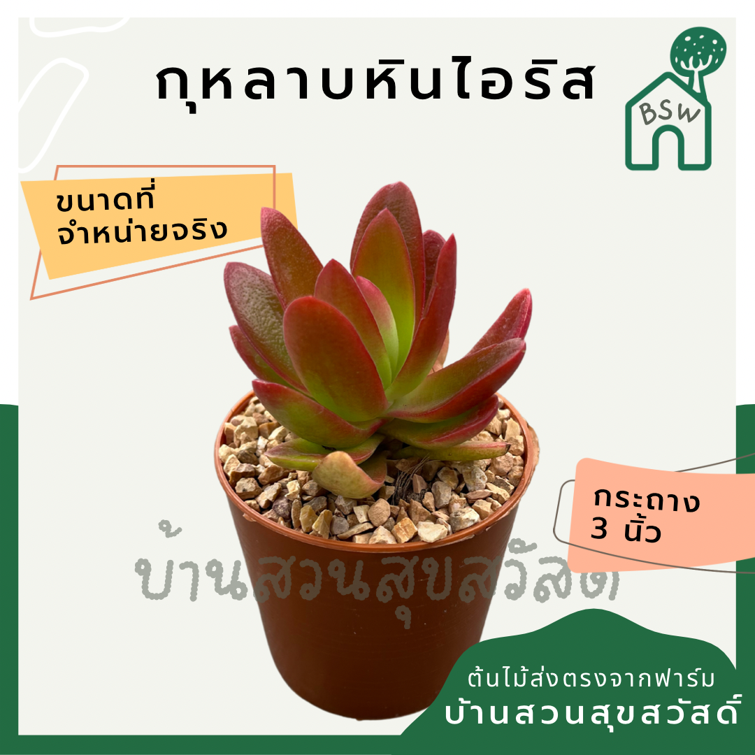 แคคตัสกุหลาบหินไอริช (Echeveria 'Irish Rose') กระบองเพชรในกระถางพร้อมตั้ง