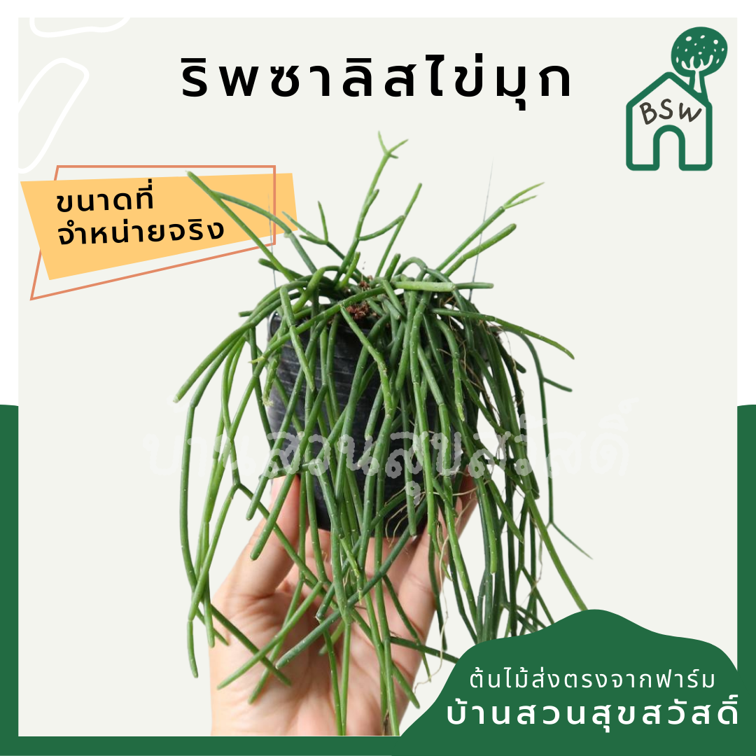 ริพซาลิส ไข่มุก ในกระถาง 4 นิ้ว Mistletoe Cactus