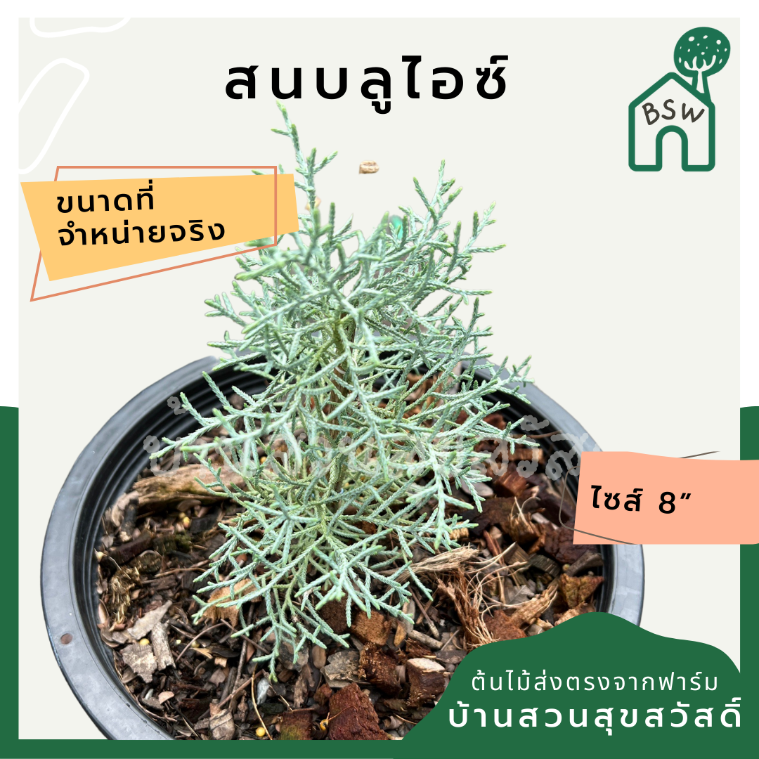 ต้นสนบลูไอซ์ (Blueice Cypress) ส่งพร้อมกระถาง 8 นิ้ว ฟอร์มสวย