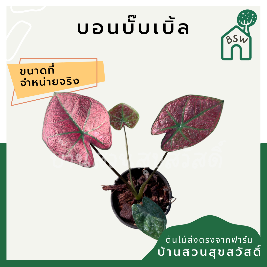 บอนบับเบิ้ล (Caladium 'Bubble') ไม้ใบสวยในกระถางพร้อมตั้ง