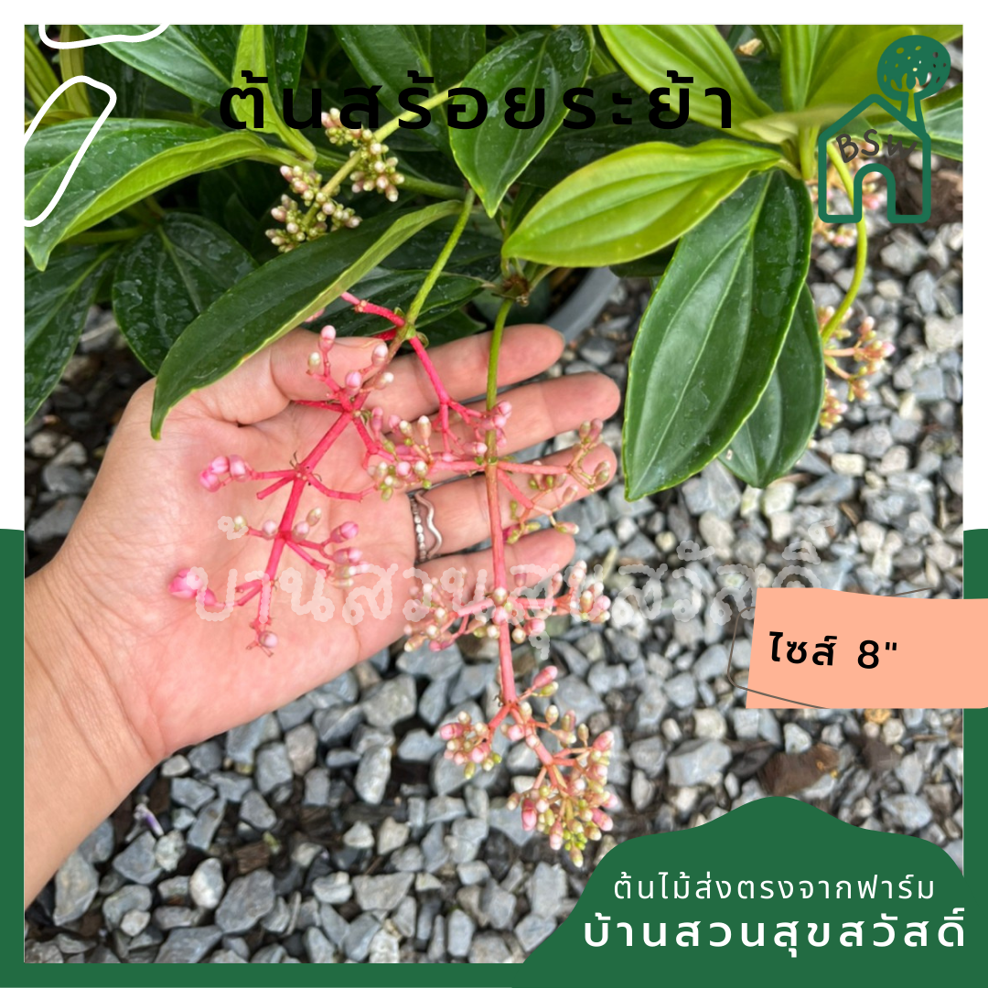 สร้อยระย้า (Russelia Equisetiformis) ไม้ดอกในกระถาง 11 นิ้ว