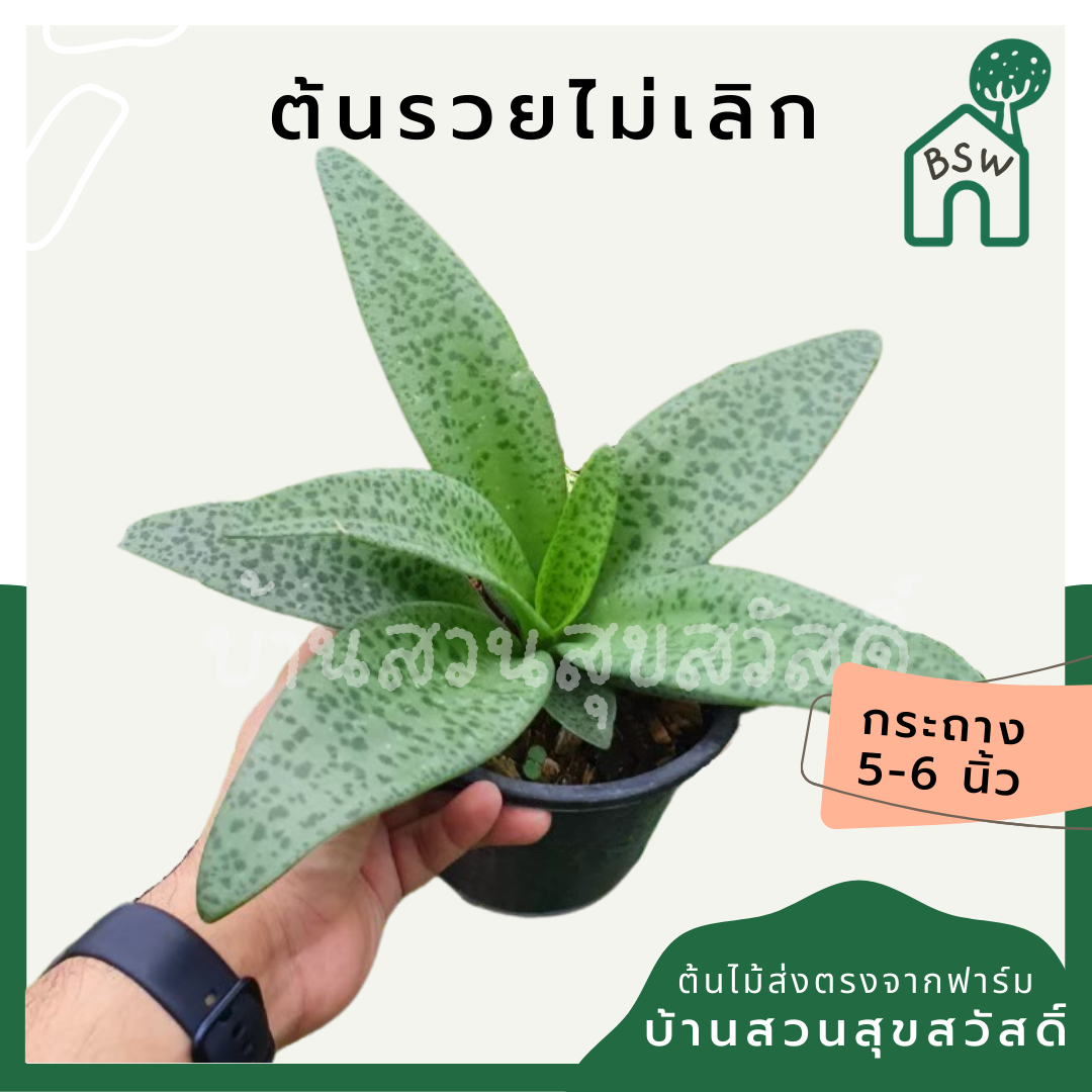 รวยไม่เลิก (Sansevieria Trifasciata 'Laurentii') ไม้มงคลยอดนิยมในกระถาง