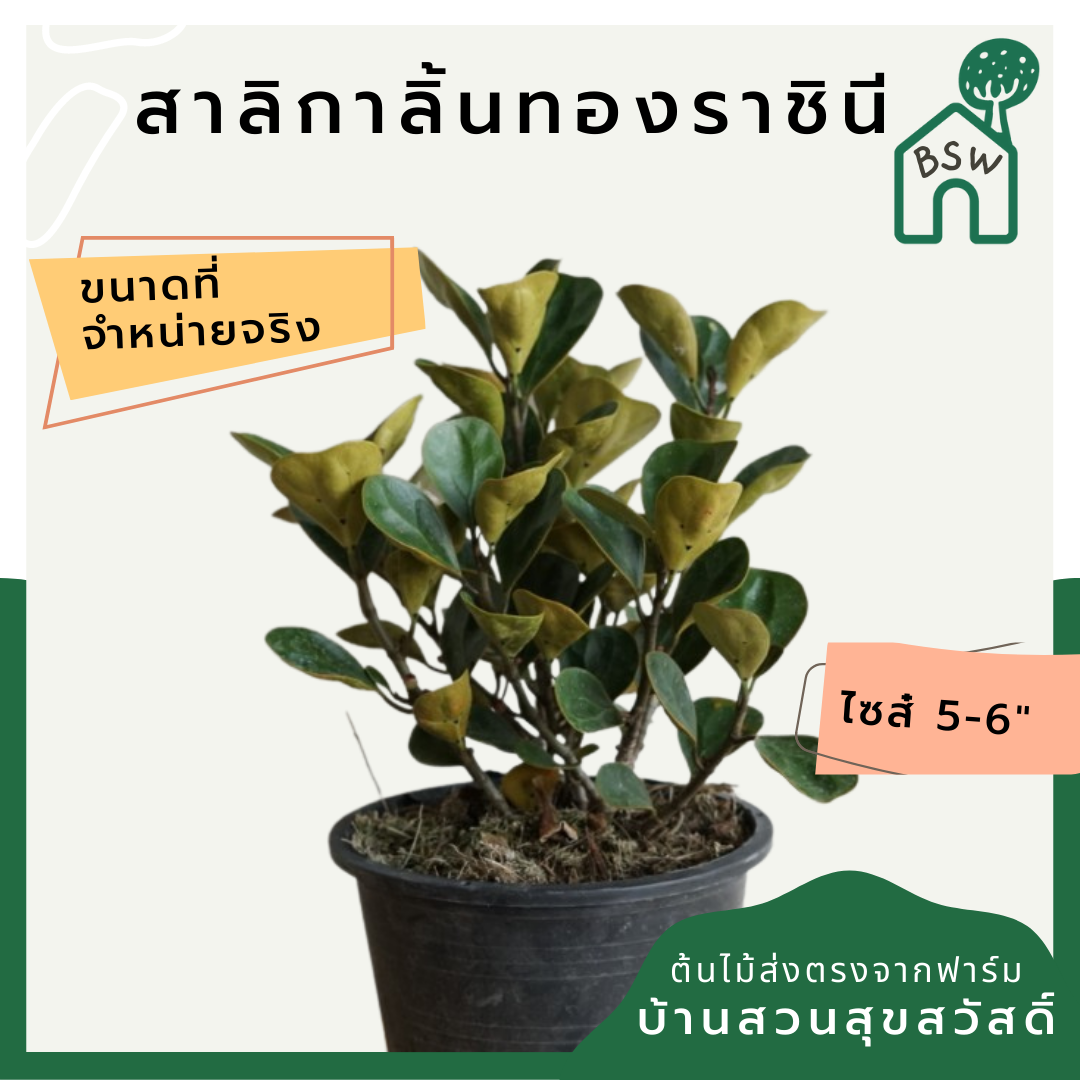 สาลิกาลิ้นทองราชินี (Ficus Annulata 'Queen') ไม้ใบสวยในกระถางพร้อมตั้ง