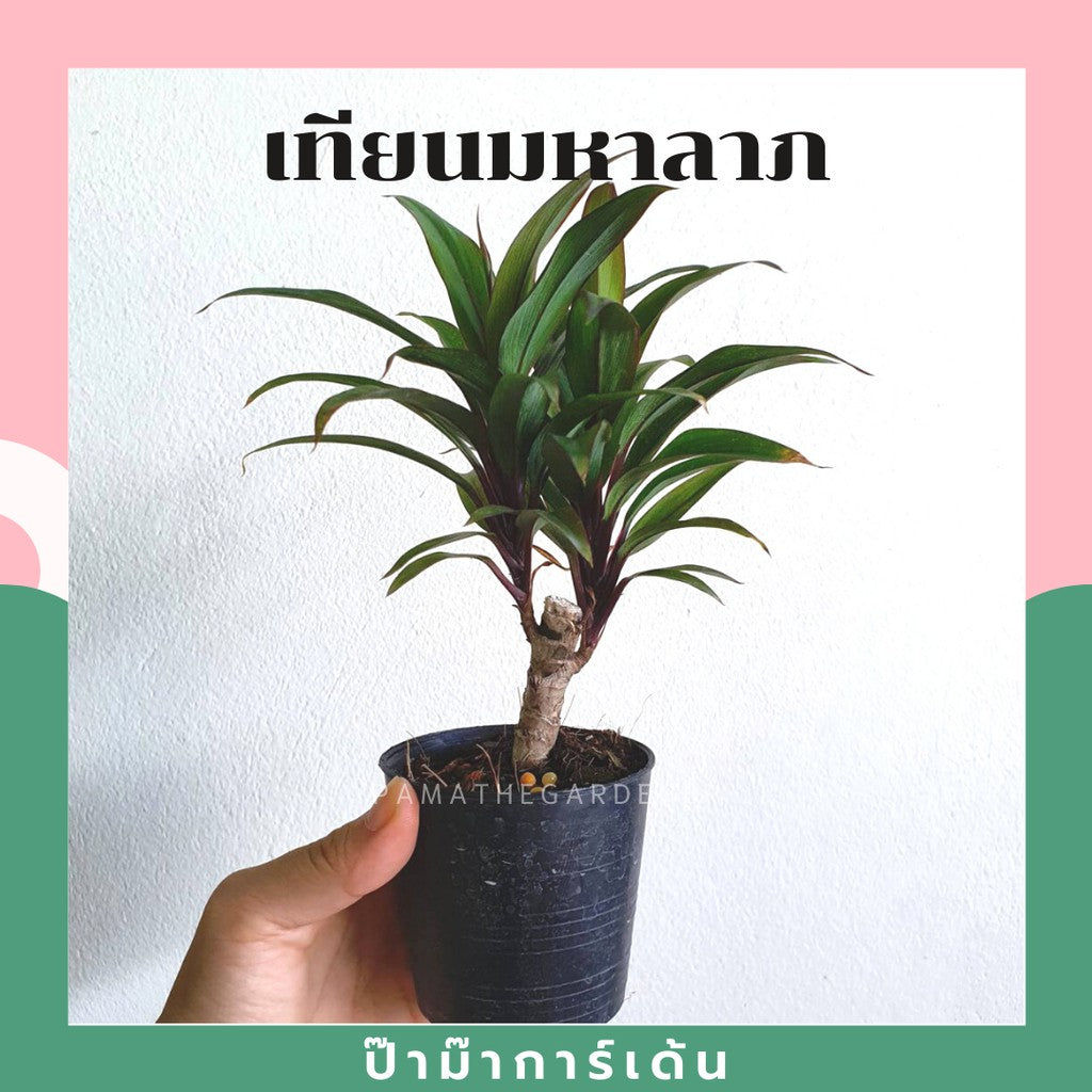 ต้นไม้มงคล ไม้ฟอกอากาศ ต้นใหญ่ รากแน่น ต้นไม้เสริมดวง