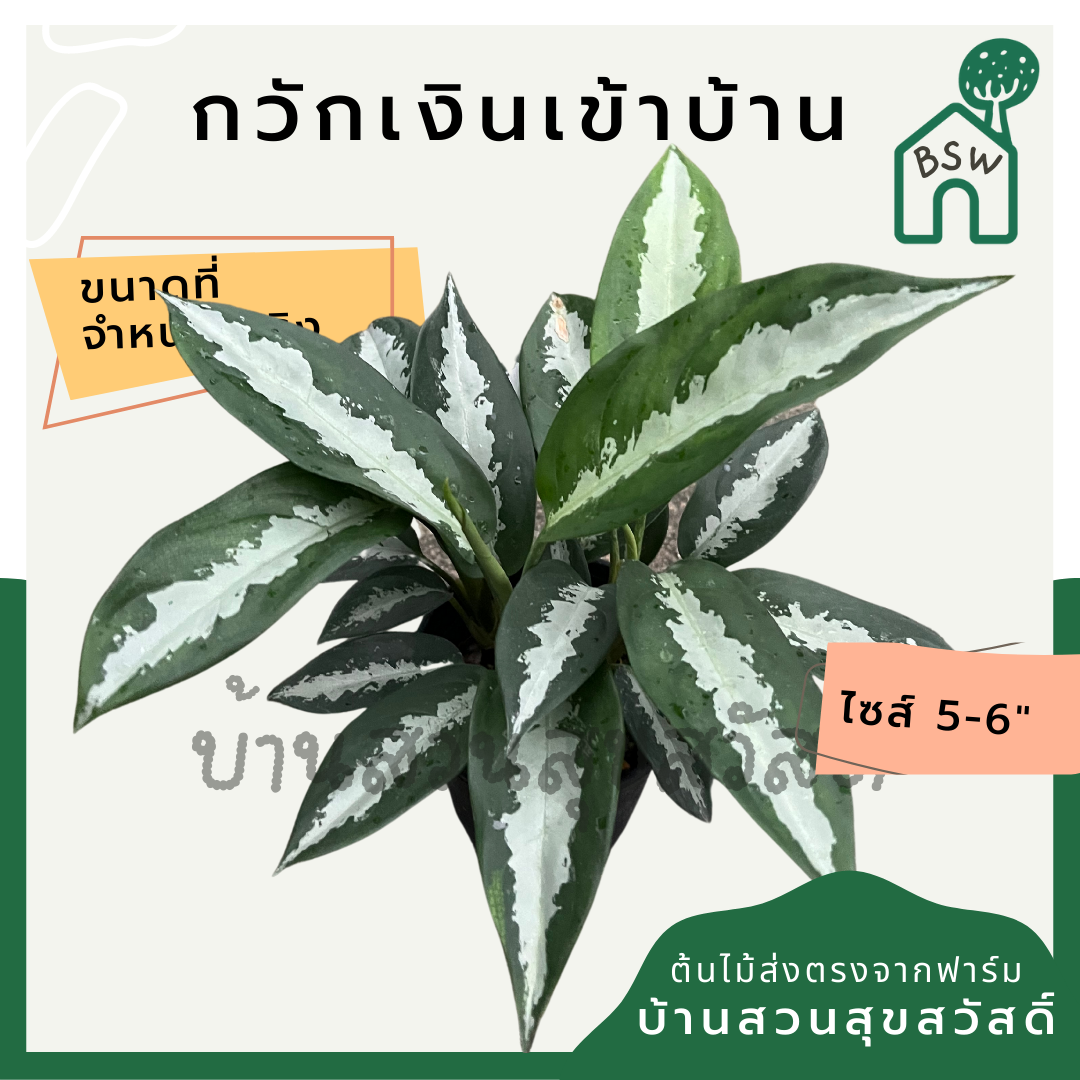กวักเงินเข้าบ้าน (Aglaonema) ไม้มงคลในกระถาง 5-6 นิ้ว
