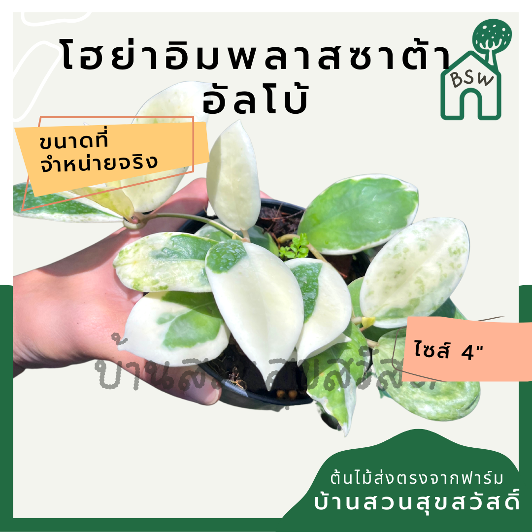 โฮย่าอิมพลาสซาต้า อัลโบ้ มาในกระถางพร้อมตั้ง ไม้รำไรออกดอกสวย ออกดอกเก่ง