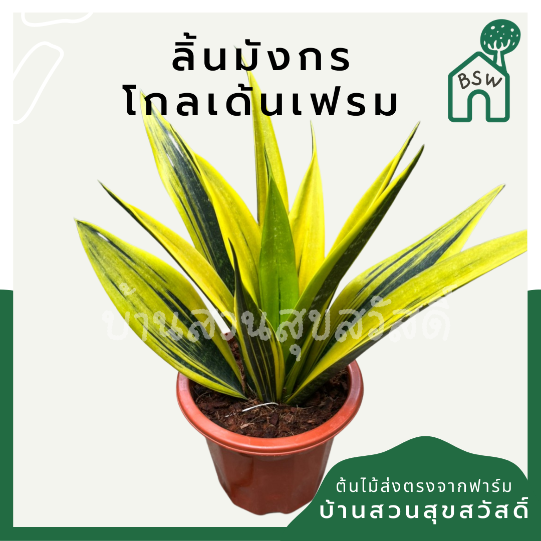 ลิ้นมังกรโกลเด้นเฟรม (Sansevieria Trifasciata 'Golden Flame') ไม้ฟอกอากาศในกระถาง 5 นิ้ว
