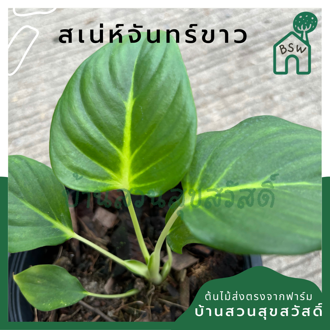 เสน่ห์จันทร์ขาว (Homalomena 'Saneh Chan Khao') ไม้มงคลในกระถางพร้อมตั้ง