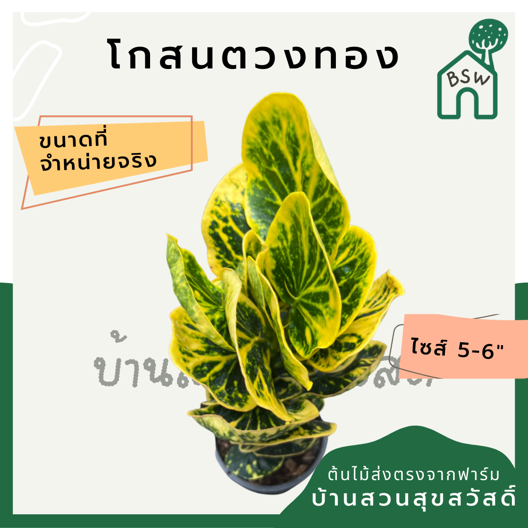 โกสนตวงทอง กระถาง 5-6 นิ้ว ต้นโกสน เป็นไม้แดด ไม้ด่างสวย ใบสีสันสดใส