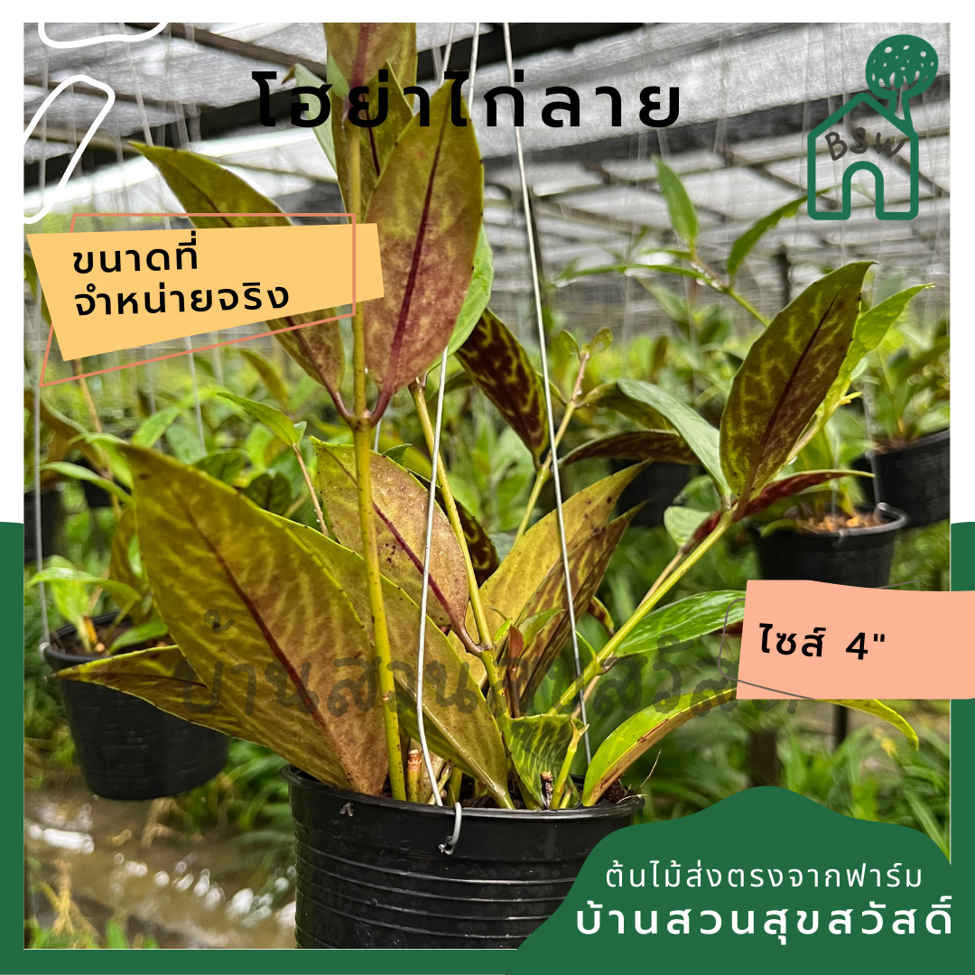 โฮย่าไก่ลาย โฮย่า ไก่ลาย มาในกระถางพร้อมตั้ง ไม้รำไรออกดอกสวย ออกดอกเก่ง