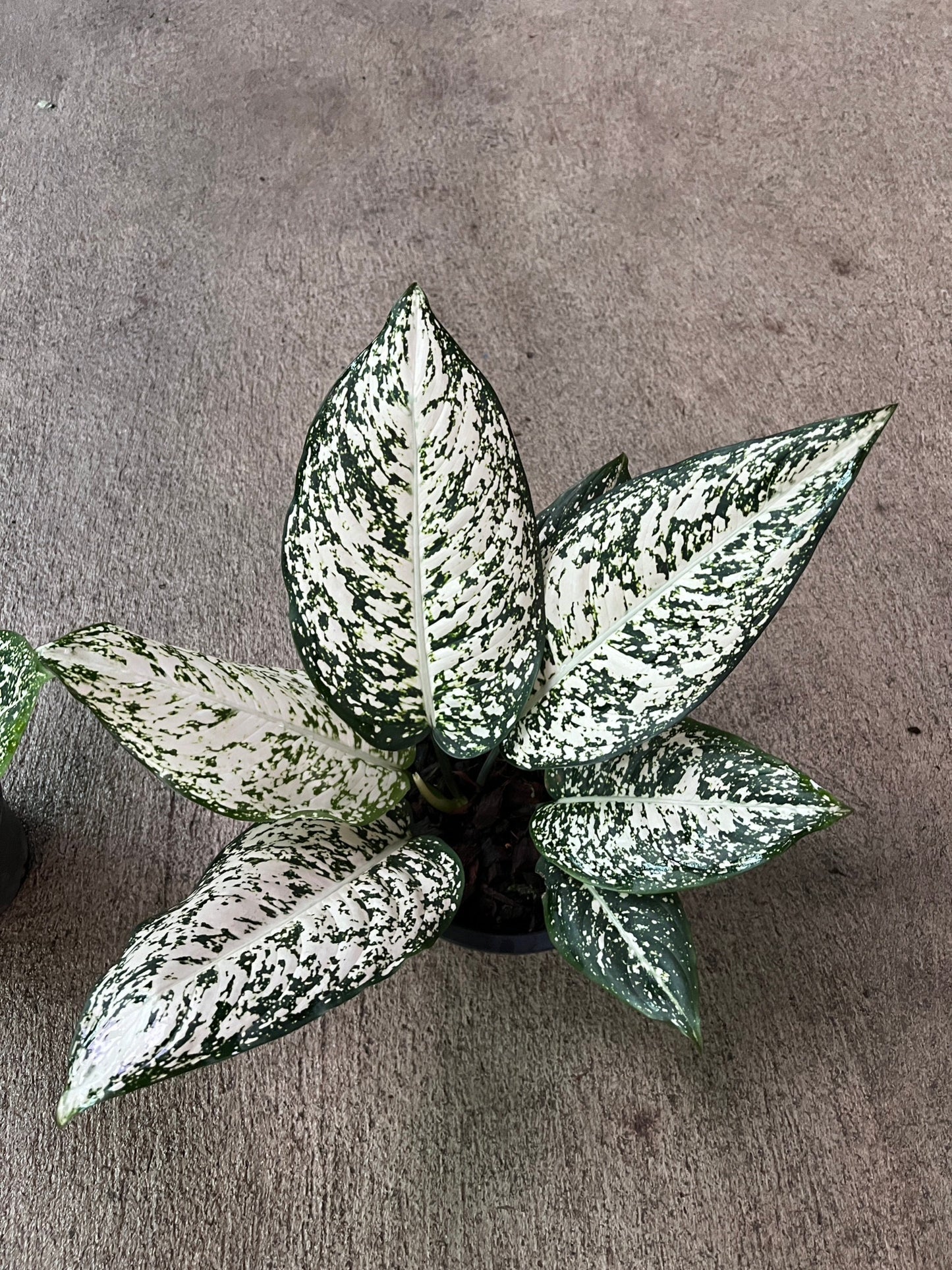 อโกลนีมา มรดกโลก Aglaonema World of heritage
