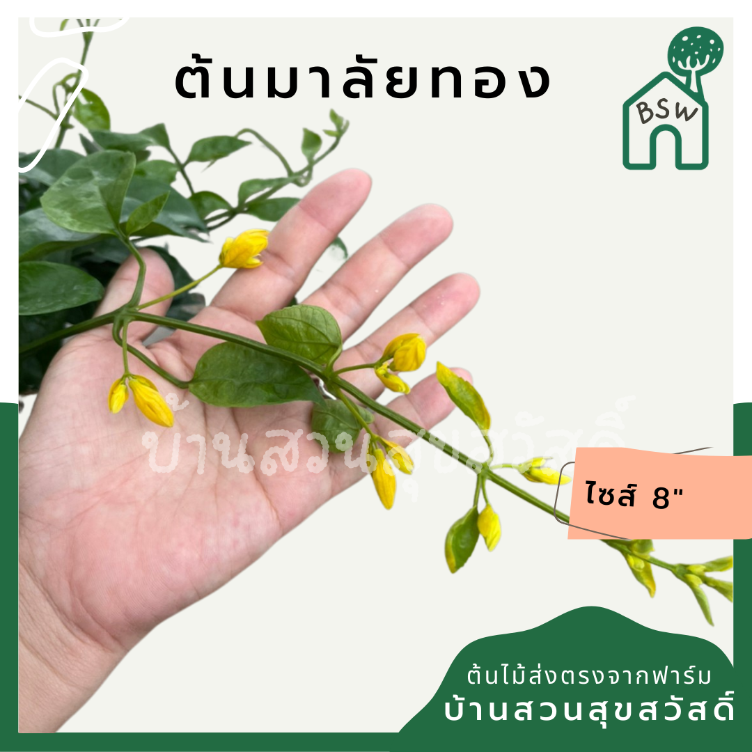 มาลัยทอง (Punica Granatum 'Variegata') ไม้ใบสวยในกระถาง 8 นิ้ว