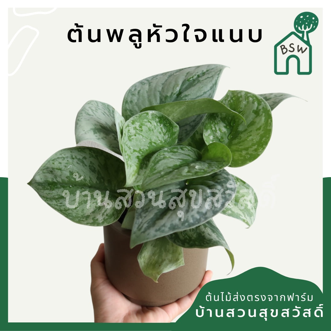 พลูหัวใจแนบซิลเวอร์ (Silver Pothos) ไม้ใบสวยฟอกอากาศในกระถางพร้อมตั้ง