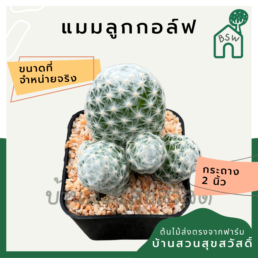 แคคตัสแมมลูกกอล์ฟ (Mammillaria) กระบองเพชรในกระถางพร้อมตั้ง
